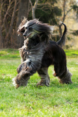 Dog Afghan Hound runs