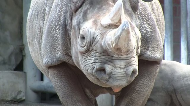 Spitzmaulnashorn