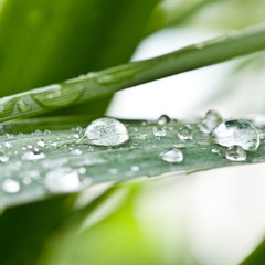 gouttes de pluie