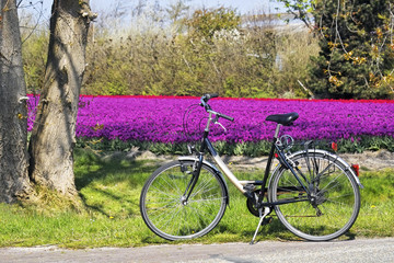 Fototapeta premium Bicycle parked in front of a field of tulips
