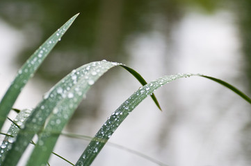 gouttes de pluie sur herbes folles