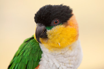 black headed caique 6928