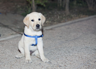cagnolino labrador © Piero Gentili