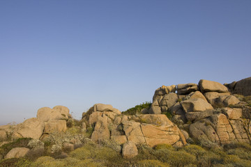 Wild Goat - Sardinia, Italy