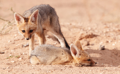 Alert Black-backed Jackal (Canis mesomelas)