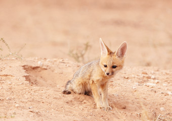 Alert Black-backed Jackal (Canis mesomelas)