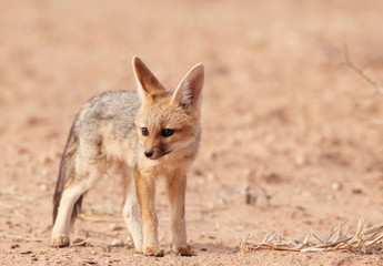 Alert Black-backed Jackal (Canis mesomelas)
