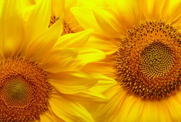 Rolgordijnen Sunflowers background © SJ Travel Footage