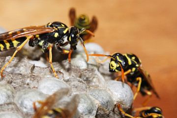 vespiary on the wall. (Hymenoptera)