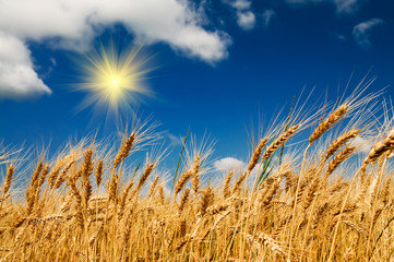 Summer view of ripe wheat.