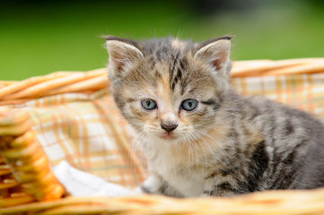 Katzenkind im Katzenkorb