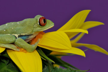 red eyed tree frog on flower