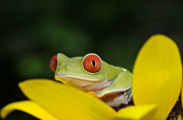red eyed tree frog