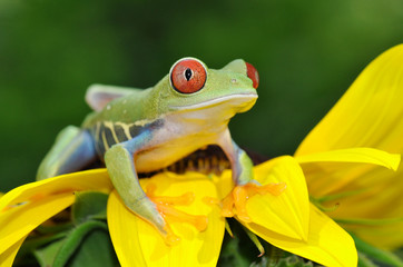 red eyed tree frog on flower