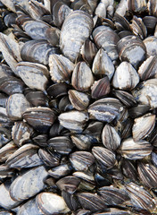 common sea mussels - seafood