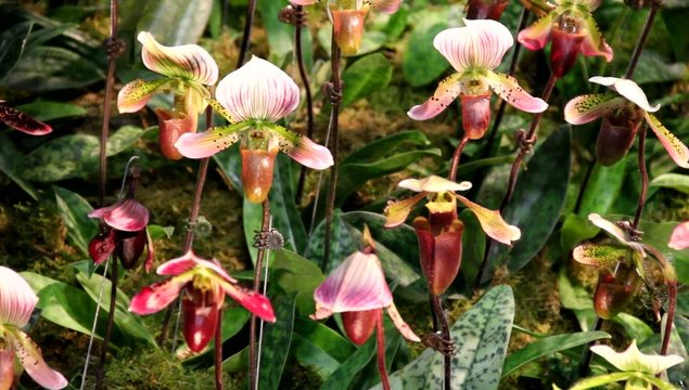 Orchids as hobby