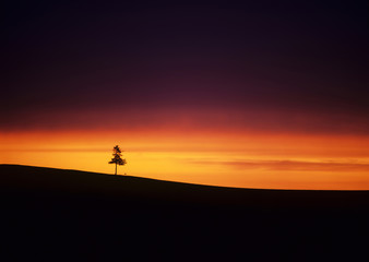 Fototapeta na wymiar 夕陽と木立