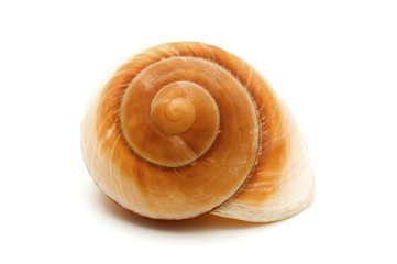 Seashell