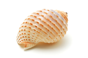 Seashell