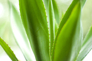aloe vera