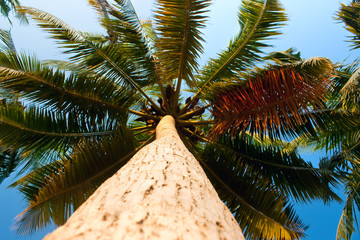 Indian fan palms against the sky useful for background