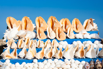 A conch shell against blue sky background