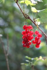 Redcurrants