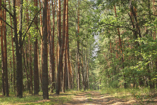 Forest road.