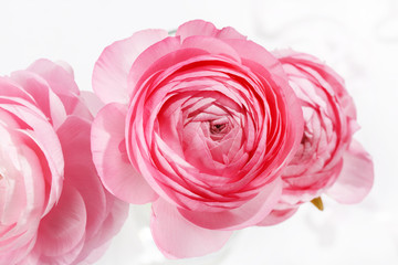 pink Ranunculus