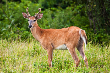 Buck Deer In Grassy Field