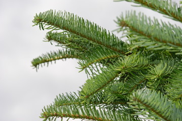Edeltanne (Abies procera)