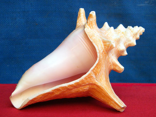 Or Yehuda Pink Sea Shell 2010