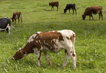 Cow