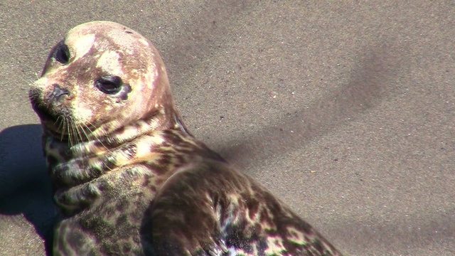 Harbor seal close up - HD