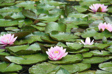 Seerose