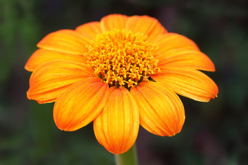 Mexican sunflower
