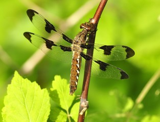 dragonfly