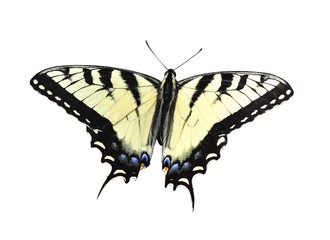 Naklejka premium yellow butterfly