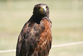 Bussard