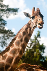 giraff