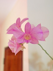 rosa orchidee laos