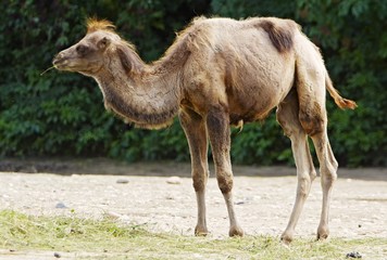 Bactrian camel calf