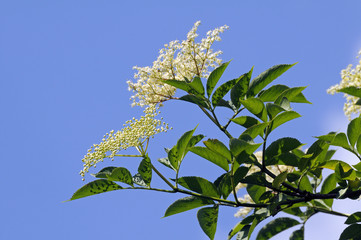 Holunderblüten vor blauem Himmel