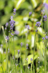 Lavendelpflanzen auf einer Wiese