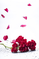 Falling petals of a rose