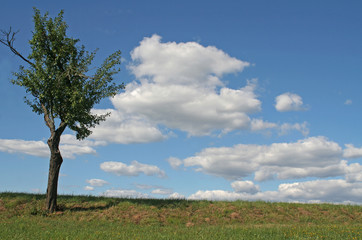 Fototapeta na wymiar Baum im Sommer