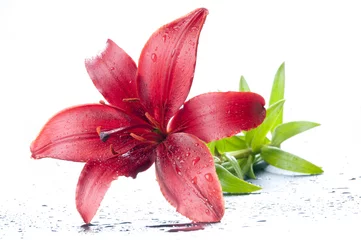 Crédence de cuisine en verre imprimé Nénuphars Magnificent red lily