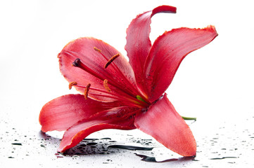 Magnificent red lily