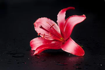 Crédence de cuisine en verre imprimé Nénuphars Magnificent red lily