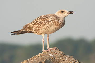 a juvenile of yellow legged-gull / Larus cachinnans